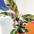 Calathea 'White Fusion' - Calathea lietzei - Sprouts of Bristol
