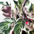 Calathea 'White Fusion' - Calathea lietzei - Sprouts of Bristol