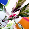 Calathea 'White Fusion' - Calathea lietzei - Sprouts of Bristol