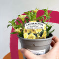 Calibrachoa 'Can Can Double Lemon' - UK Grown - Sprouts of Bristol