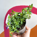 Calibrachoa 'Can Can Double Provence Blue' - UK Grown - Sprouts of Bristol