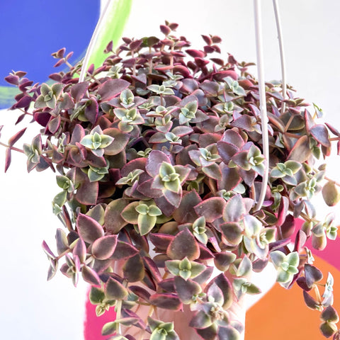 Calico Kitten - Crassula marginalis rubra variegata - Sprouts of Bristol
