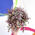 Calico Kitten - Crassula marginalis rubra variegata - Sprouts of Bristol