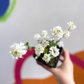 Candytuft - Iberis sempervirens ‘Snowdrift’ - British Grown Evergreen Perennial Alpine - Sprouts of Bristol