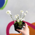 Candytuft - Iberis sempervirens ‘Snowdrift’ - British Grown Evergreen Perennial Alpine - Sprouts of Bristol