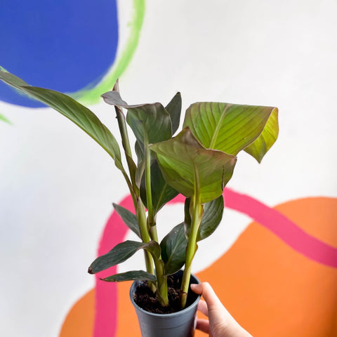 Canna Lily - Canna generalis 'Pacific Beauty' - Sprouts of Bristol