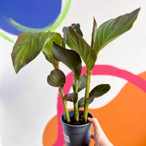 Canna Lily - Canna generalis 'Pacific Beauty' - Sprouts of Bristol