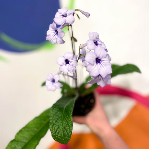 Cape Primose - Streptocarpus 'Crystal Beauty' - Welsh Grown - Sprouts of Bristol