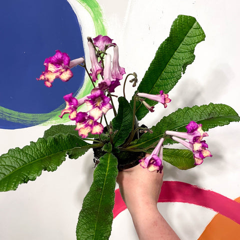 Cape Primose - Streptocarpus 'Gold Rose' - Welsh Grown - Sprouts of Bristol