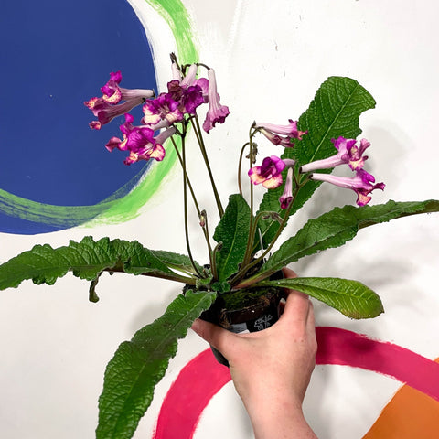 Cape Primose - Streptocarpus 'Gold Rose' - Welsh Grown - Sprouts of Bristol