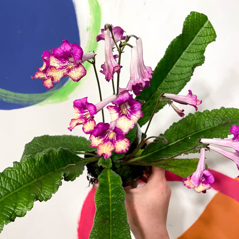 Cape Primose - Streptocarpus 'Gold Rose' - Welsh Grown - Sprouts of Bristol