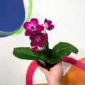 Cape Primrose - Streptocarpus 'Alana' - Welsh Grown - Sprouts of Bristol
