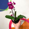 Cape Primrose - Streptocarpus 'Alana' - Welsh Grown - Sprouts of Bristol