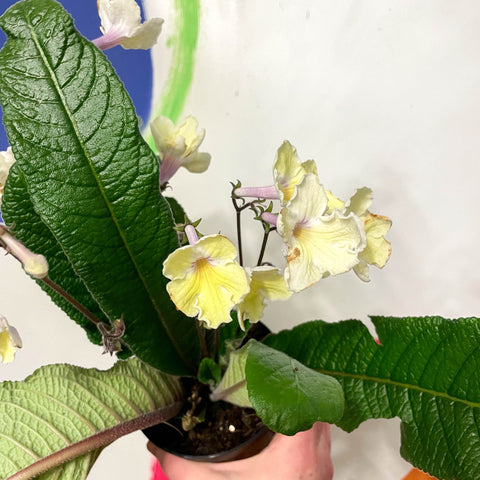 Cape Primrose - Streptocarpus 'Alissa' - Welsh Grown - Sprouts of Bristol