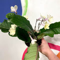 Cape Primrose - Streptocarpus 'Alissa' - Welsh Grown - Sprouts of Bristol