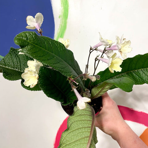 Cape Primrose - Streptocarpus 'Alissa' - Welsh Grown - Sprouts of Bristol