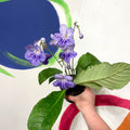 Cape Primrose - Streptocarpus 'Bethan' - Welsh Grown - Sprouts of Bristol