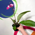 Cape Primrose - Streptocarpus 'Celebration' - Welsh Grown - Sprouts of Bristol