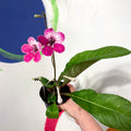 Cape Primrose - Streptocarpus 'Celebration' - Welsh Grown - Sprouts of Bristol