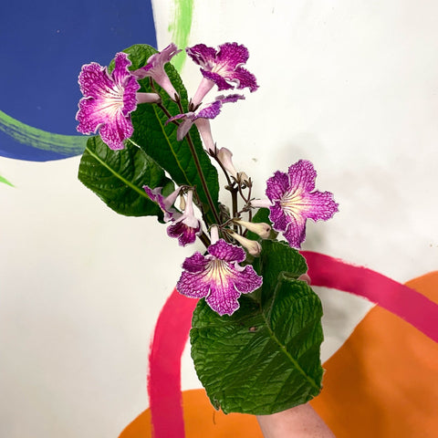 Cape Primrose - Streptocarpus 'Faith' - Welsh Grown - Sprouts of Bristol
