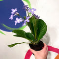 Cape Primrose - Streptocarpus 'Falling Stars' - Welsh Grown - Sprouts of Bristol
