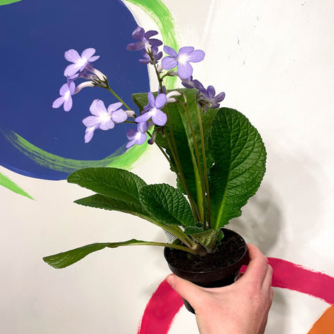 Cape Primrose - Streptocarpus 'Falling Stars' - Welsh Grown - Sprouts of Bristol
