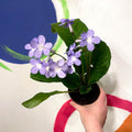 Cape Primrose - Streptocarpus 'Falling Stars' - Welsh Grown - Sprouts of Bristol