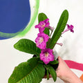 Cape Primrose - Streptocarpus 'Harriet' - Welsh Grown - Sprouts of Bristol