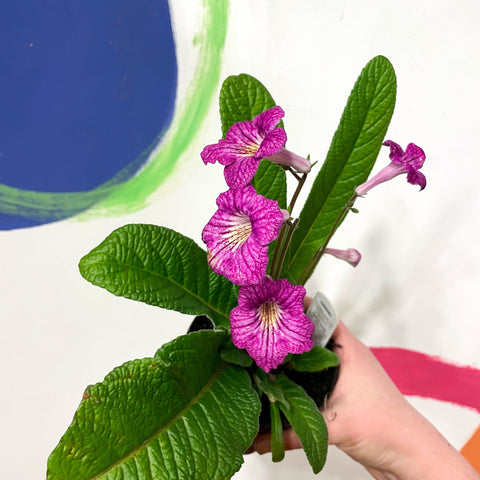 Cape Primrose - Streptocarpus 'Harriet' - Welsh Grown - Sprouts of Bristol