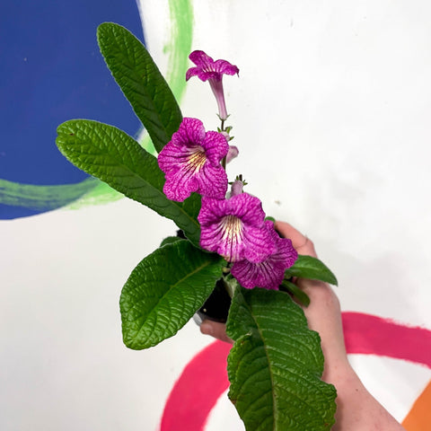 Cape Primrose - Streptocarpus 'Harriet' - Welsh Grown - Sprouts of Bristol