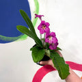 Cape Primrose - Streptocarpus 'Harriet' - Welsh Grown - Sprouts of Bristol