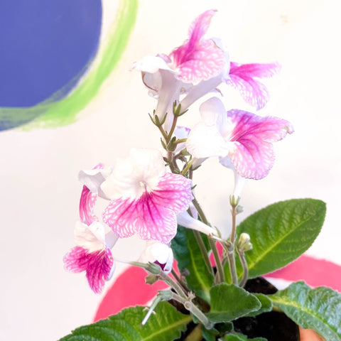 Cape Primrose - Streptocarpus 'Pink Leyla' - Welsh Grown - Sprouts of Bristol