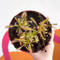 Cape Sundew - Drosera capensis - Sprouts of Bristol