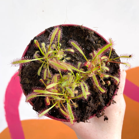 Cape Sundew - Drosera capensis - Sprouts of Bristol
