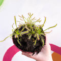 Cape Sundew - Drosera capensis 'Alba' - Sprouts of Bristol
