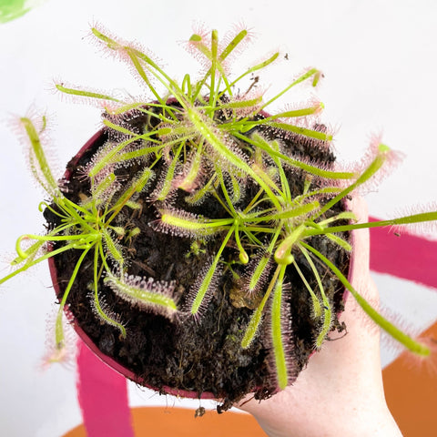 Cape Sundew - Drosera capensis 'Alba' - Sprouts of Bristol