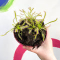 Cape Sundew - Drosera capensis 'Alba' - Sprouts of Bristol