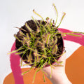Cape Sundew (Narrow Leaf Red) - Drosera capensis - Sprouts of Bristol