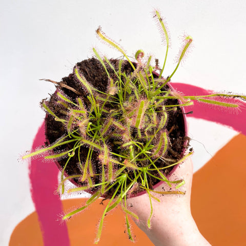 Cape Sundew (Narrow Leaf Red) - Drosera capensis - Sprouts of Bristol