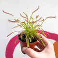 Cape Sundew (Narrow Leaf Red) - Drosera capensis - Sprouts of Bristol