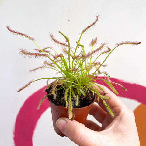 Cape Sundew (Narrow Leaf Red) - Drosera capensis - Sprouts of Bristol