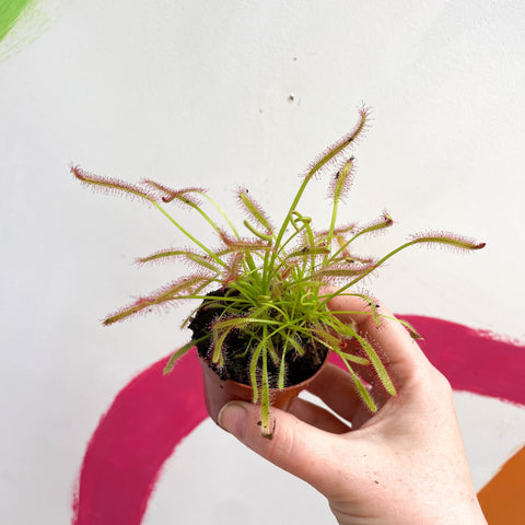 Cape Sundew (Narrow Leaf Red) - Drosera capensis - Sprouts of Bristol