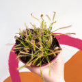 Cape Sundew (Narrow Leaf Red) - Drosera capensis - Sprouts of Bristol