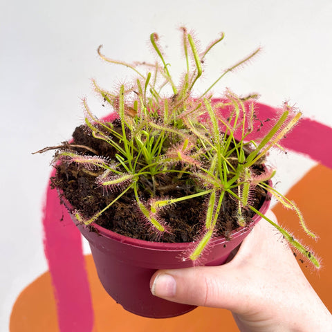 Cape Sundew (Narrow Leaf Red) - Drosera capensis - Sprouts of Bristol