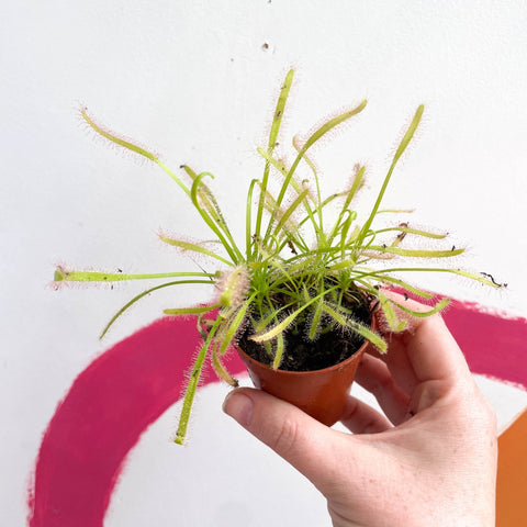 Cape Sundew (Narrow Leaf White) - Drosera capensis 'Alba' - Sprouts of Bristol