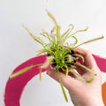 Cape Sundew (Narrow Leaf White) - Drosera capensis 'Alba' - Sprouts of Bristol