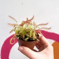 Cape Sundew (Wide Leaf Red) - Drosera capensis - Sprouts of Bristol