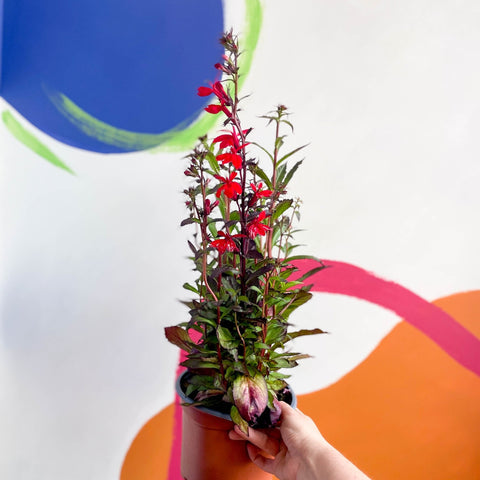 Cardinal Flower - Lobelia speciosa 'Fan Scarlet' - Sprouts of Bristol