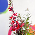 Cardinal Flower - Lobelia speciosa 'Fan Scarlet' - Sprouts of Bristol