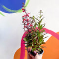Cardinal Flower - Lobelia speciosa 'Fan Scarlet' - Sprouts of Bristol